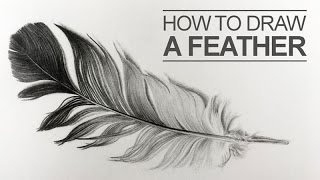 How do Feathers Grow  Feather Formation [upl. by Lalo40]