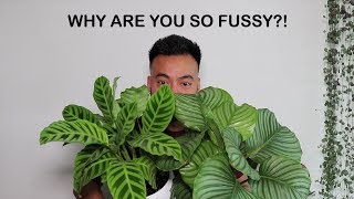 How To Care For Calathea  Houseplant Care Tips [upl. by Arihsa]