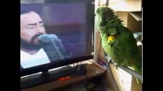 The parrot imitates Pavarotti [upl. by Mosi]