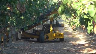 Harvesting Pistachios in California 2017 [upl. by Hachman]