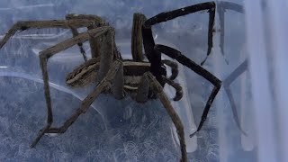 Man Untangles Wolf SpiderAgain [upl. by Stephannie492]