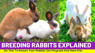 Breeding Rabbits Explained  Dos And Don’ts Rabbit Farming [upl. by Lirba]