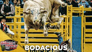 BODACIOUS Receives the 2019 BRAND OF HONOR [upl. by Feldman]