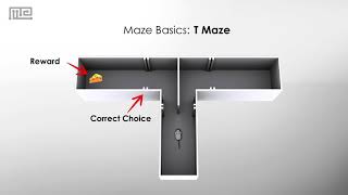 Maze Basics T Maze [upl. by Plate]