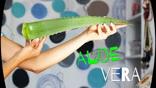 Mascarilla de aloe vera [upl. by Feinberg]