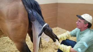 Maiden Mare  Minor Dystocia Attended Foaling  Horse SIde Vet Guide [upl. by Skerl974]