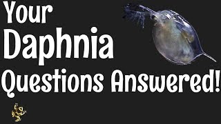 Daphnia Questions Answered [upl. by Mailand938]