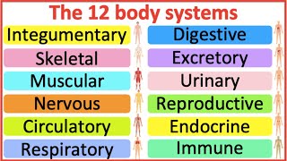 12 Organ Systems  Roles amp functions  Easy science lesson [upl. by Atinahc]