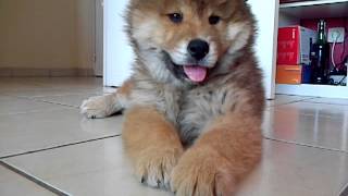 iyuna puppy eurasier [upl. by Etsyrk]