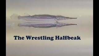 The Wrestling Halfbeak [upl. by Yong751]