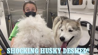 Shocking Husky Deshed  I’m Shocked At How Much Fur Came Out  Massive Undercoat Removal [upl. by Ahsiuqat497]