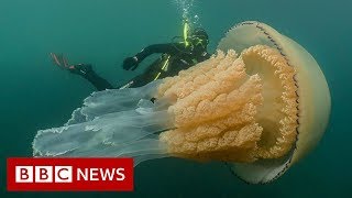 Giant jellyfish spotted by divers  BBC News [upl. by Eisse426]