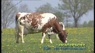 Red Holstein cattle in de Achterhoek The Netherlands [upl. by Suillenroc492]