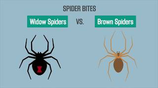 Spider Bites Black Widow vs Brown Recluse [upl. by Egwan590]