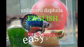 daphnia moina culture Easy way Unlimited production English  with sub Green water Chlorella [upl. by Zarla]