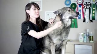 Groomer Explains How To Reduce Husky Shedding [upl. by Ecnerual]