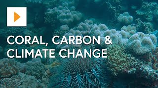 The Great Barrier Reef Coral Carbon amp Climate Change [upl. by Ayotol]