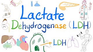 Lactate Dehydrogenase LDH  Organ Damage  Biochemistry Labs Clinical significance [upl. by Lleirbag724]