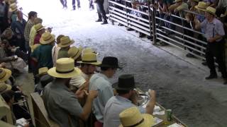 Mels Stables Horse Auction New Holland Pa [upl. by Tayib]