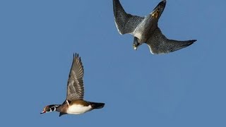 PEREGRINE FALCON STRIKES DUCK MIDAIR [upl. by Aitsirt928]