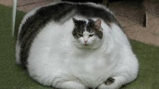 Worlds Fattest Cats GUINNESS WORLD RECORDS [upl. by Ahseym460]