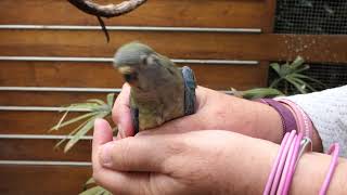 Red Rump Parrot Babies Part 2 [upl. by Norod]