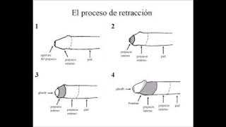 PREPUCIO [upl. by Anilag]