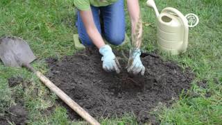 Ask an Arborist How do I Plant Bareroot Trees [upl. by Steward]