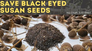 How To Save amp Collect Black Eyed Susan Seeds [upl. by Thordis]