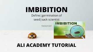 Imbibition Process In Plants  Class 11 Biology [upl. by Ethel592]