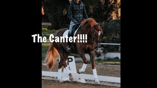 The Canter Everything to Help you with Your Canter [upl. by Benoit]