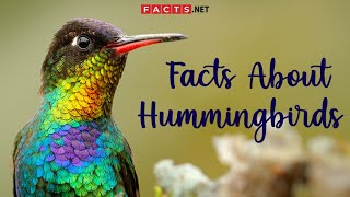 Hummingbird Facts And More About The Smallest Bird Species [upl. by Enitsed923]