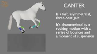 HORSE GAITS PART 03  CANTER CYCLE ANALYSIS [upl. by Lecia63]