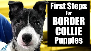 Border Collie Puppy Training  10 Skills To TEACH FIRST [upl. by Jud151]