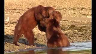 Brutal Grizzly Fight at Whale Carcass Alaska [upl. by Ttimme915]