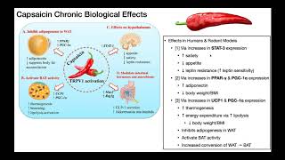 Capsaicin  Biosynthesis Mechanism amp Metabolism [upl. by Elmo]