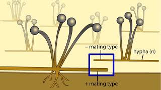 Life Cycle of a Zygospore Fungus [upl. by Thurmond]