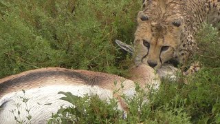 Brutal Cheetah Kill  What You dont see on Disney and the Lion King [upl. by Prisca124]