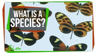 What Makes a Species a Species [upl. by Schick]