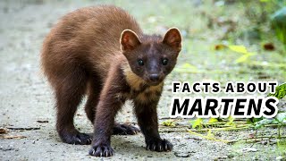 Marten Facts CUTE but DEADLY  Animal Fact Files [upl. by Eimor19]