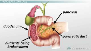 Pancreas Function Enzymes amp Role in Digestion [upl. by Aderfla49]