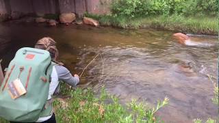 Dry Fly Fishing Rocky Mountain National Park on Fall River Colorado August 2019 [upl. by Ahsen639]