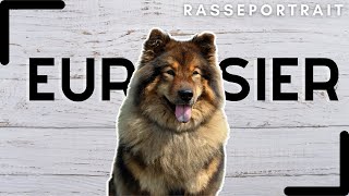 Eurasier  Urspung Charakter amp Haltung [upl. by Levania]