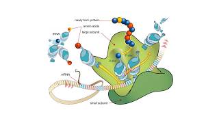 Proteínas  BIOQUÍMICA Estructuras proteicas y aminoácidos [upl. by Prescott]