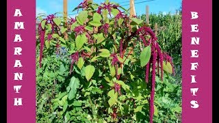 Benefits of Amaranth Leaves [upl. by Aristotle117]