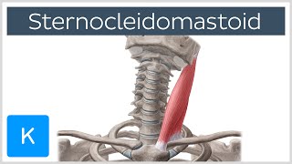 Sternocleidomastoid Muscle Function amp Anatomy  Human Body  Kenhub [upl. by Oirottiv741]