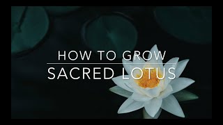 How to Grow Sacred Lotus from Seed  OrganicHawaii [upl. by Kalikow]