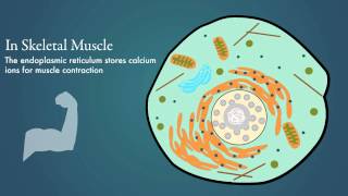 Endoplasmic Reticulum [upl. by Asa]