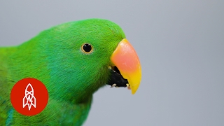 This Beautiful Parrot May Be the Worlds Smartest Bird [upl. by Chace]