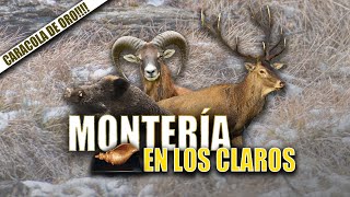 Montería en los Claros  Iberalia GO [upl. by Atinihs]